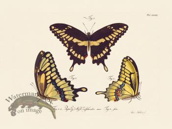 Jablonsky Butterfly 039